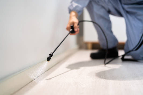Licensed Wasp Removal service in Burlington, KS - Show Me Pest Control